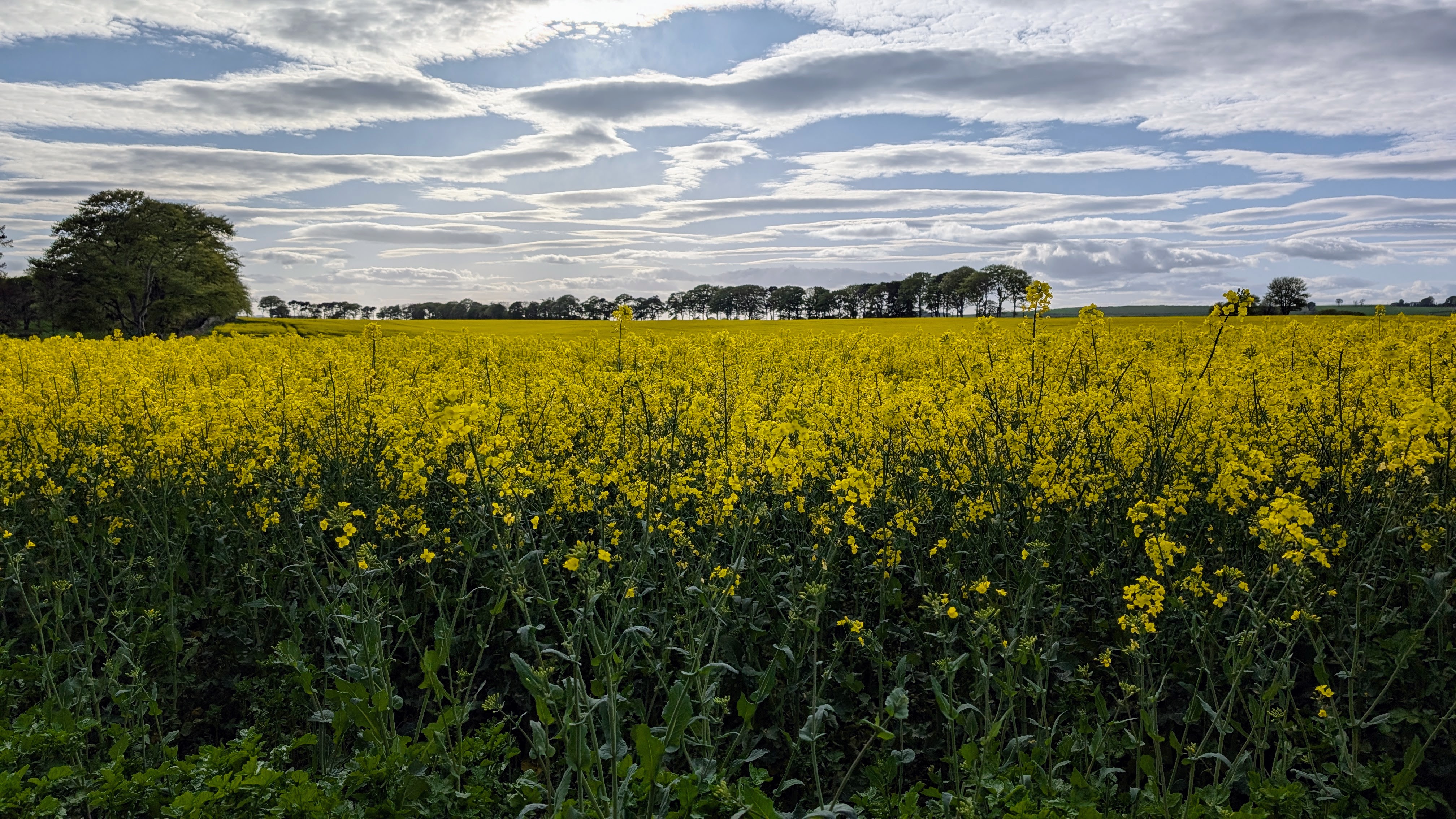 A nice field of oilseed rape